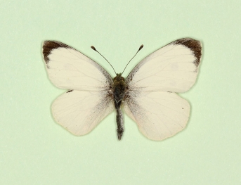 minor Large White (Pieris brassicae)
