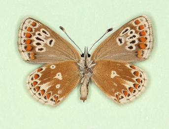 elongata + postico-obsoleta Brown Argus (Aricia agestis)