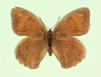 anommata Meadow Brown (Maniola jurtina)