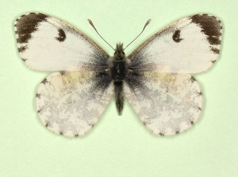 schepdaeli + pupillata Orange-tip (Anthocharis cardamines)