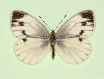 triangulata Green-veined White (Pieris napi)