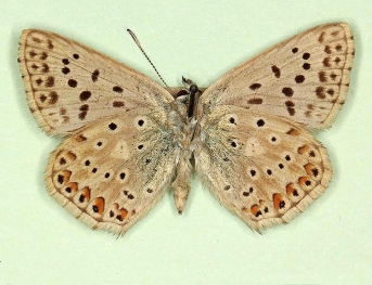 fuscescens Chalkhill Blue (Polyommatus (Lysandra) coridon)