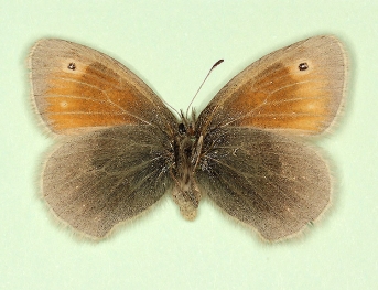 unicolor Small Heath (Coenonympha pamphilus)