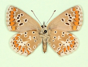 pseudo-cramera Brown Argus (Aricia agestis)