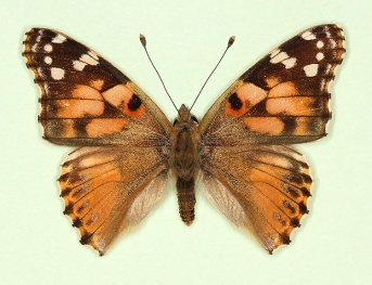 to name Painted Lady (Vanessa cardui)