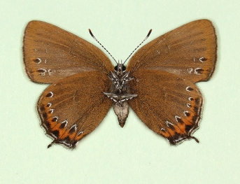 nov Black Hairstreak (Satyrium pruni)