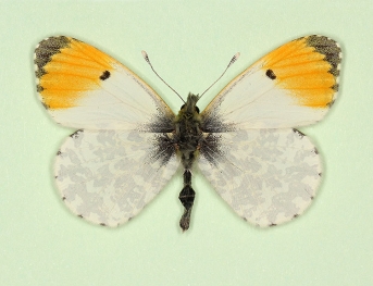 ochracea Orange-tip (Anthocharis cardamines)