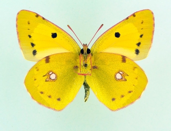 geisleri Clouded Yellow (Colias croceus)