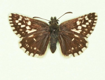 scabellata Grizzled Skipper (Pyrgus malvae)