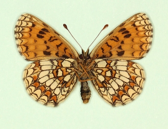 hertha Heath Fritillary (Melitaea athalia)