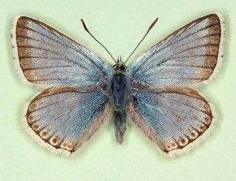 postalbofimbriata Chalkhill Blue (Polyommatus (Lysandra) coridon)