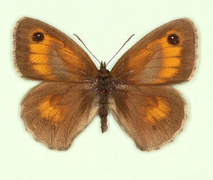 venata Gatekeeper (Pyronia tithonus)