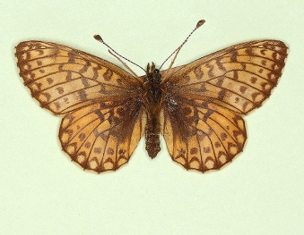 ab. nov Small Pearl-bordered Fritillary (Boloria selene)