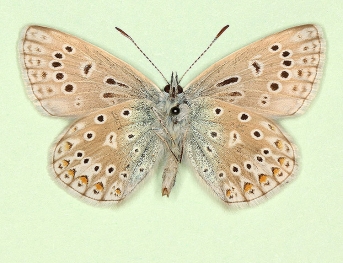 elongata Common Blue (Polyommatus (Lysandra) icarus)