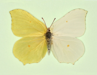 Bilateral gynandromorph Brimstone (Gonepteryx rhamni)