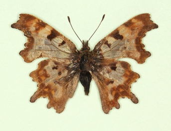nov Comma (Polygonia c-album)