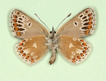 subtus-radiata Brown Argus (Aricia agestis)