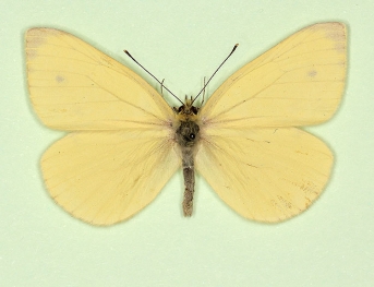 sulphurea + pallidus Green-veined White (Pieris napi)