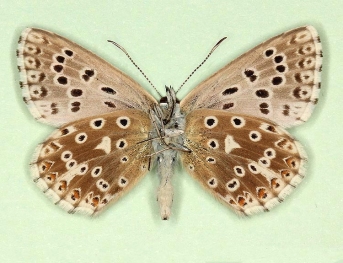 fuscescens Chalkhill Blue (Polyommatus (Lysandra) coridon)