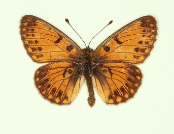 vanescens Small Pearl-bordered Fritillary (Boloria selene)