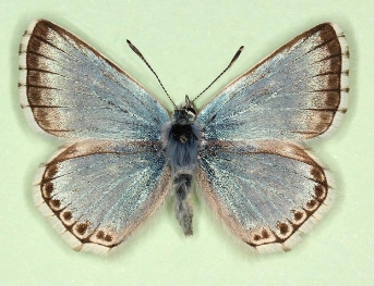 albesco Chalkhill Blue (Polyommatus (Lysandra) coridon)
