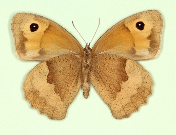 infra-impuncta Meadow Brown (Maniola jurtina)