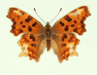 nov Comma (Polygonia c-album)