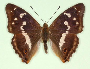 Purple Emperor (Apatura iris)