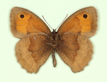 infra-impuncta Meadow Brown (Maniola jurtina)