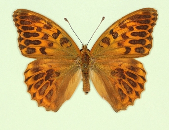 confluens Silver-washed Fritillary (Argynnis paphia)