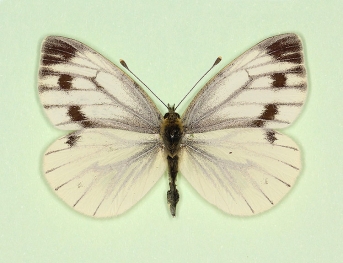 striata Green-veined White (Pieris napi)
