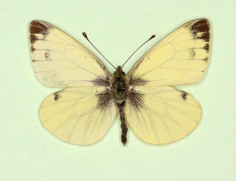 nov Green-veined White (Pieris napi)