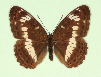 rufoannulata White Admiral (Limenitis camilla)