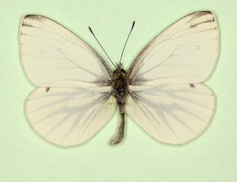 obsoleta Green-veined White (Pieris napi)