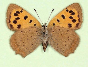 antitransiens Small Copper (Lycaena phlaeas)