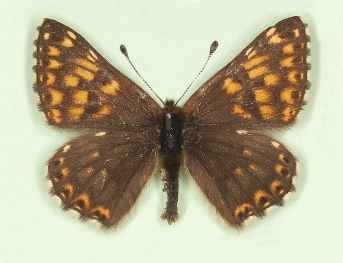 Metalmarks (Riodinidae)