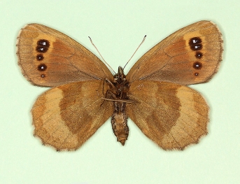 ochracea + freyeri Scotch Argus (Erebia aethiops)