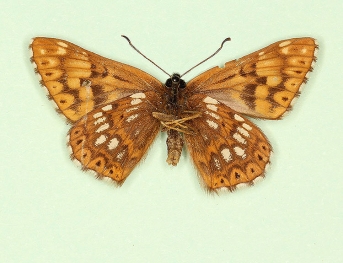 ab.nov Duke of Burgundy (Hamearis lucina)
