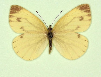 sulphurea Green-veined White (Pieris napi)