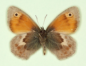 inpupillata Small Heath (Coenonympha pamphilus)