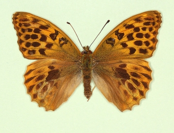 post-confluens Silver-washed Fritillary (Argynnis paphia)