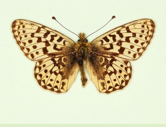pallida Pearl-bordered Fritillary (Boloria euphrosyne)