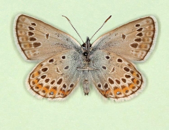 discreta Silver-studded Blue (Plebejus argus)