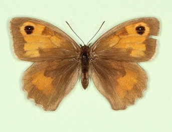 nuragiformis Meadow Brown (Maniola jurtina)