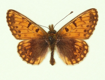 nigricans-parvipunctata Small Pearl-bordered Fritillary (Boloria selene)