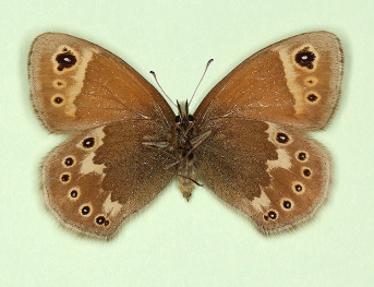 anticrassipuncta Large heath (Coenonympha tullia)
