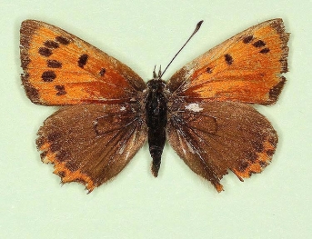 antidexoblitera + extensa Small Copper (Lycaena phlaeas)