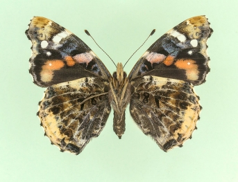 merrifieldi Red Admiral (Vanessa atalanta)