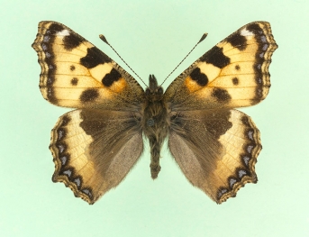 lutea Small Tortoiseshell (Aglais urticae)