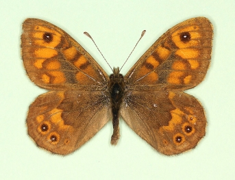 postanullata Wall (Lassiommata megaera)